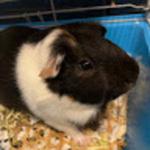 Meet your Posher, Alexandra